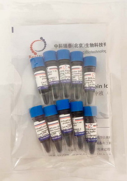 5×雙色蛋白上樣緩沖液 (變性，還原）